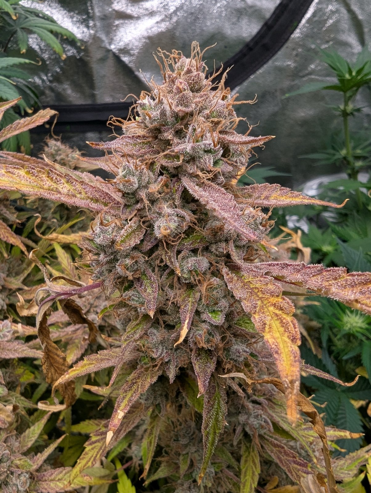 Flowering Garlilocks ΔG grown and photographed by DetroitDarren