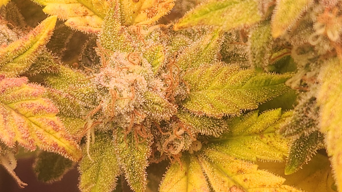 Orange Warp flowers grown and photographed by McDee before harvest